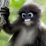 Hari Primata Indonesia, Kenali Primata Apa Saja yang Dilindungi