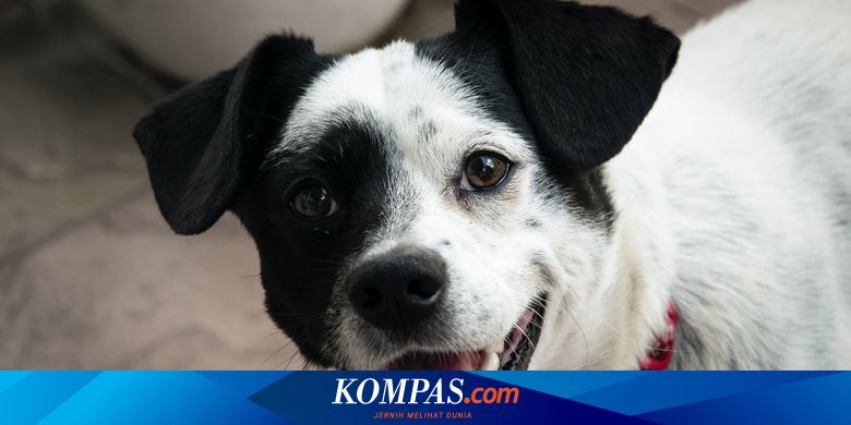 Tips Hadapi Anjing Tetangga yang Terus Menggonggong