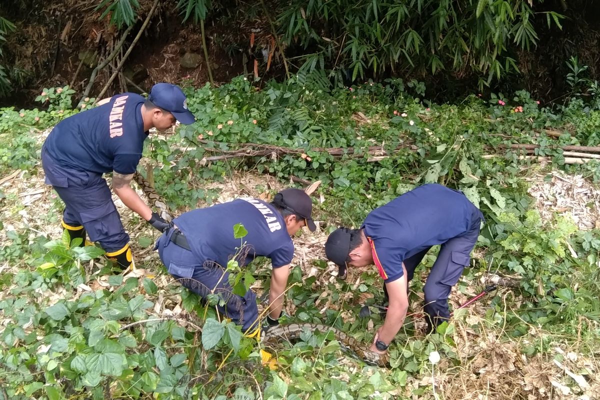 Tiga petugas Damkar Kota Salatiga mengevakuasi ular di wilayah Tegalrejo