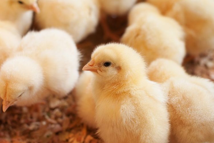 Tak Ada Pakan Saat Covid 19 Ratusan Ribu Anak Ayam Dikubur Hidup Hidup Di Iran Halaman All Kompas Com