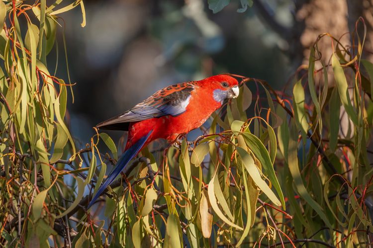 Ilustrasi burung Crimson Rosella. 