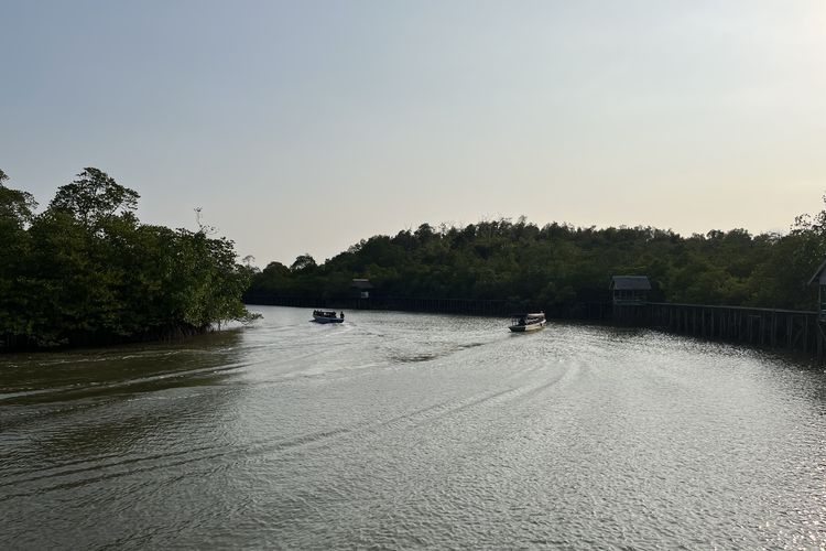 Pemandangan kawasan Hutan Mangrove Mentawir, Selasa (3/10/2023).