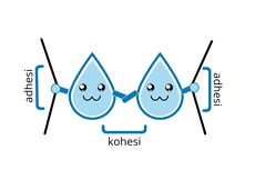 Adhesi dan Kohesi: Pengertian dan Hubungan antara Keduanya