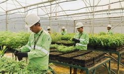 Cerita dari Pulau Obi: Reklamasi Tambang Tak Sekadar Menanam Ulang