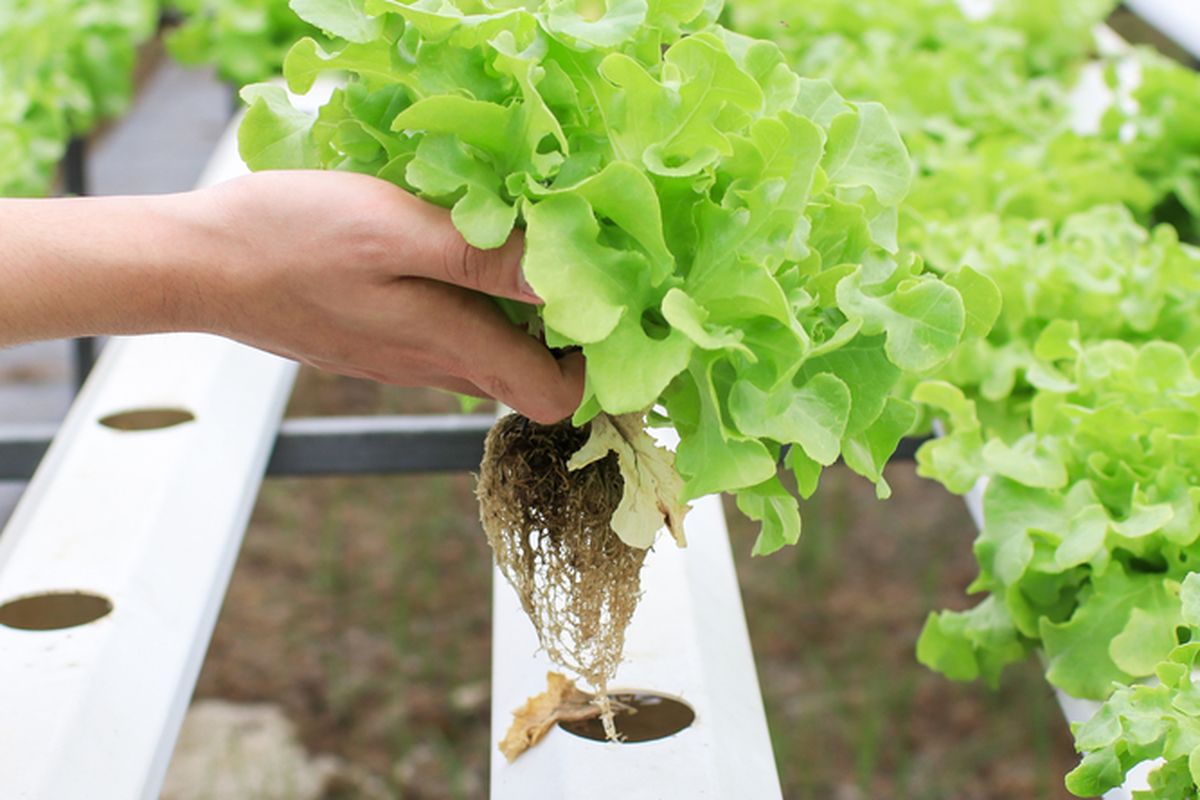 Ilustrasi hidroponik, Ilustrasi menanam tanaman dengan metode hidroponik.