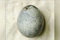 Terawetkan dengan Baik, Telur Ayam dari Zaman Romawi Ini Masih Utuh