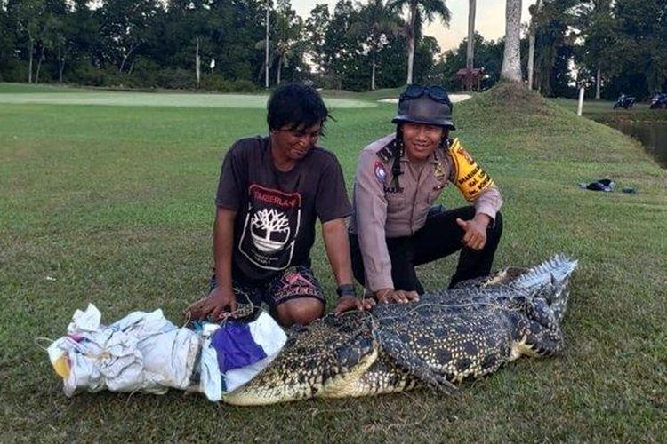 Buaya dengan panjang sekira 3 meter ditangkap warga bersama petugas di danau kawasan golf Bukit Sintuk, Kota Bontang, Kalimantan Timur sebelum diserahkan ke Balai Taman Nasional Kutai, Kamis (12/3/2020) sore.