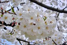 Tahun 2023, Bunga Sakura di Jepang Akan Mekar mulai Maret