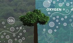 Berapa Pohon yang Dibutuhkan untuk Oksigen Satu Orang?