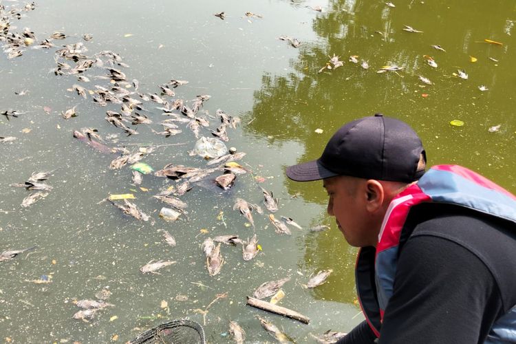 700 Kg Bangkai Ikan Sapu-sapu di Kali Bekasi Diangkut, Dikubur Sedalam 2 Meter
