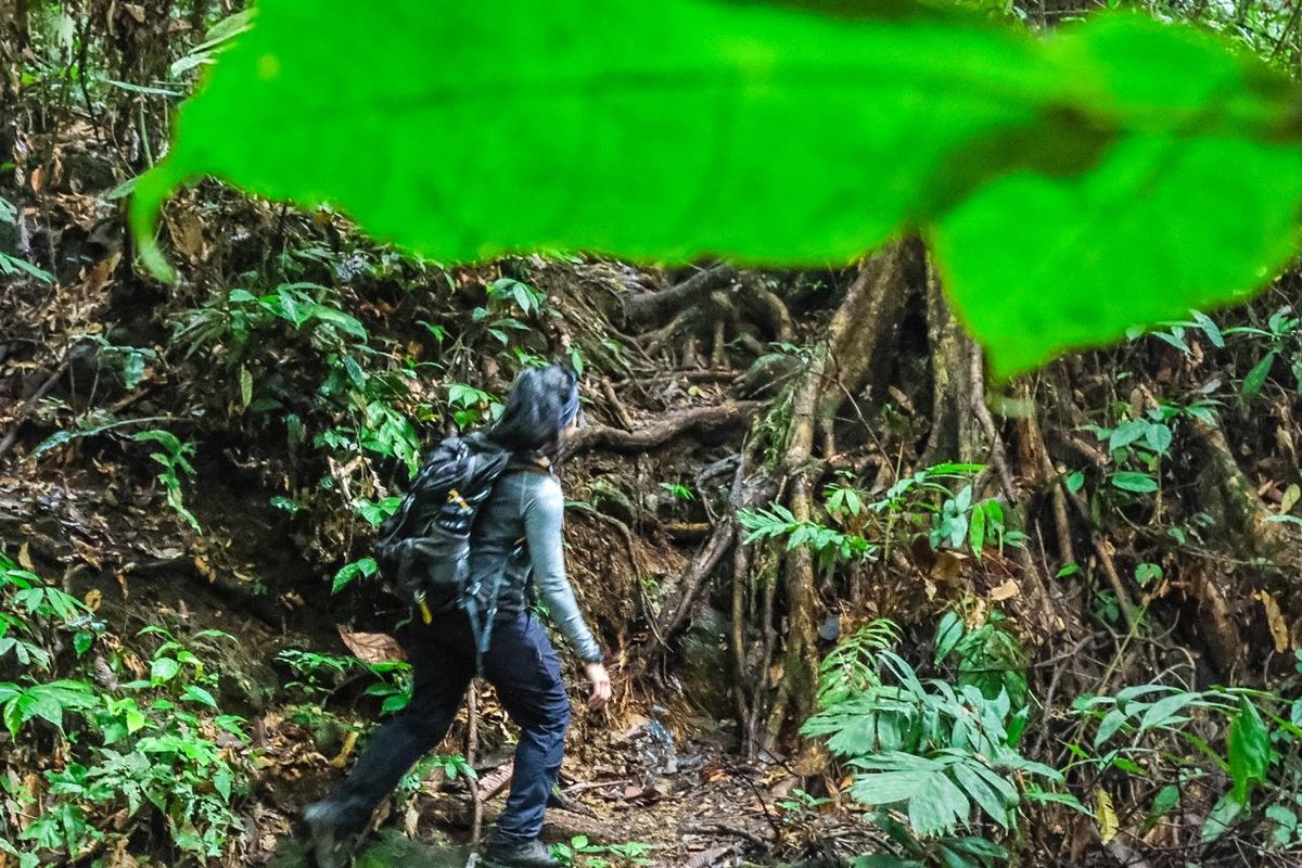 Kegiatan wisatawan saat trekking di Tangkahan.