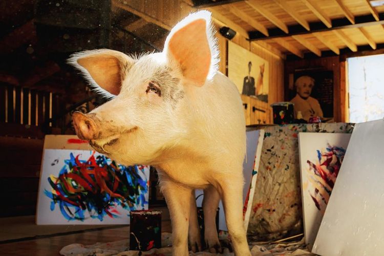 Pigcasso, si babi kecil pintar melukis.