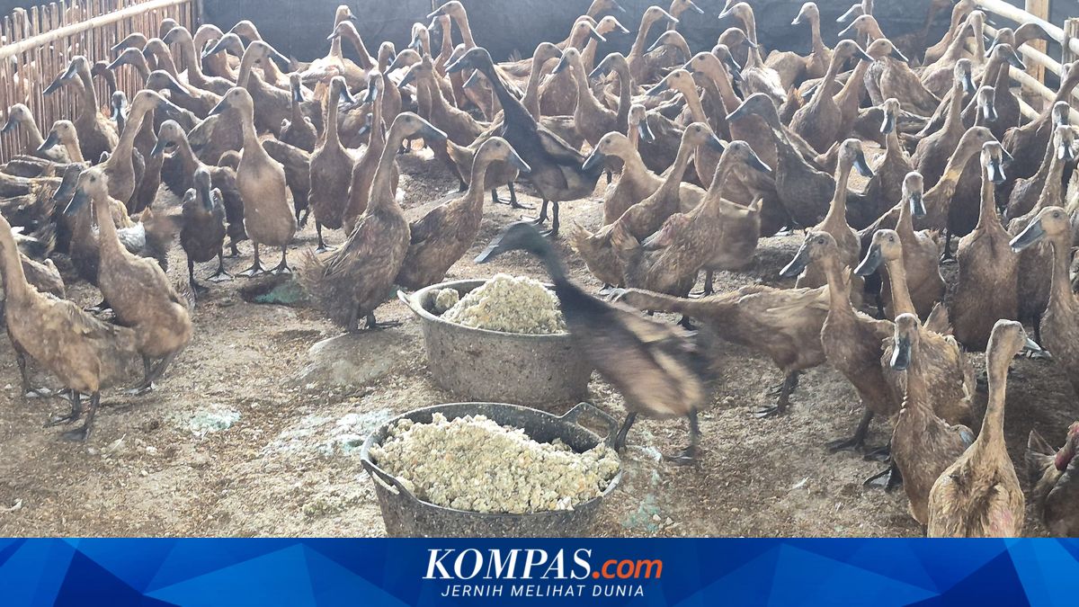 Roti dan Kepala Udang, Rahasia Panen Ratusan Telur Bebek Tiap Hari