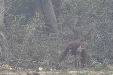 Pembalakan Liar dan Api Kebakaran Hutan Ditemukan di Pusat Rehabilitasi Orangutan