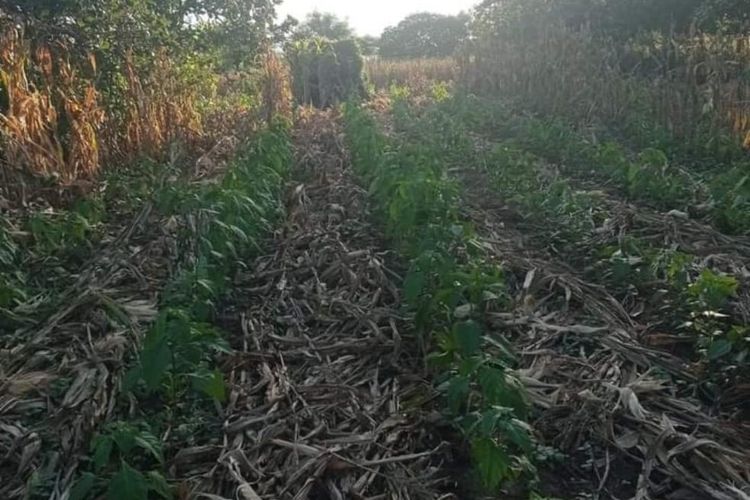 Belasan hektar tanaman jagung terserang hama busuk batang di Sumbawa, NTB, Rabu (24/4/2024)