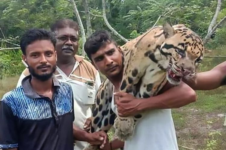 Seorang pria mengangkat bangkai seekor macan tutul yang dilaporkan merupakan spesies langka di Tampin, Malaysia.