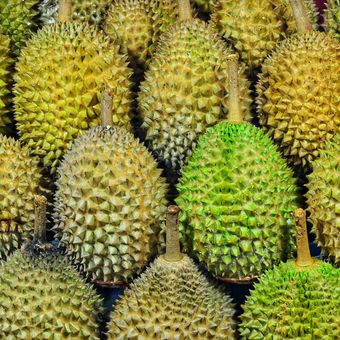 Ilustrasi buah durian 