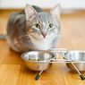 Vitamin Kucing Apakah Diperlukan?
