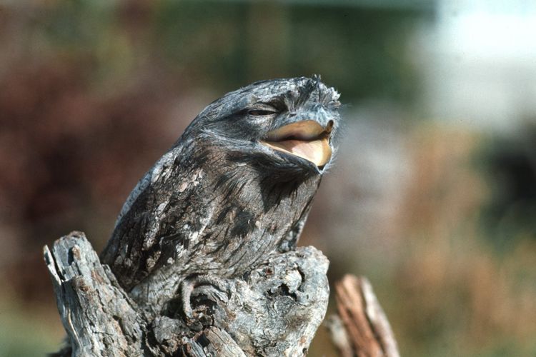 Frogmouth dinobatkan sebagai burung paling instagrammable menurut sains. 

