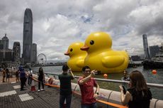 2 Bebek Raksasa Mengapung di Perairan Hong Kong, Ada Apa?