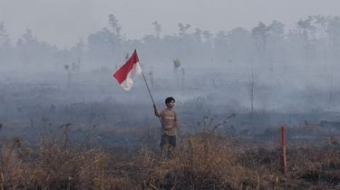 Greenpeace Indonesia Temukan Lebih dari 500 Titik Karhutla di Kalimantan