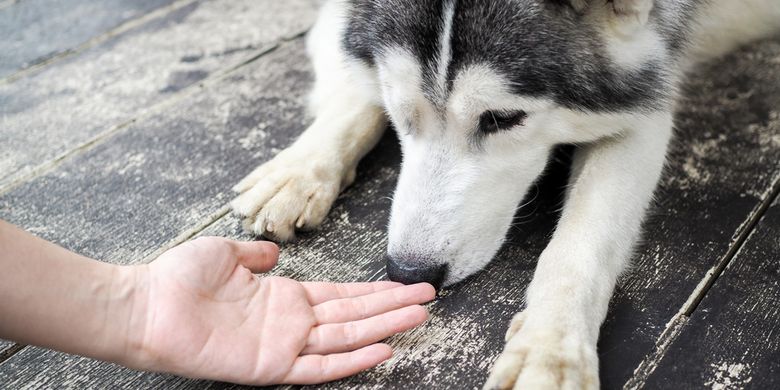 Ilustrasi anjing mencium bau