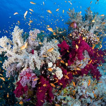 Ilustrasi laut, ruang laut. 