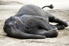 Gajah Mati Tersengat Listrik di Pidie Jaya Aceh