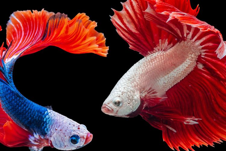 Ilustrasi ikan cupang. 