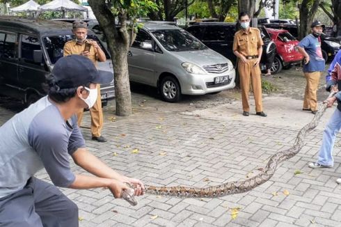 Ular Sanca 3 Meter Berkeliaran di Kantor MUI Tangsel, Bersembunyi Saat Akan Ditangkap