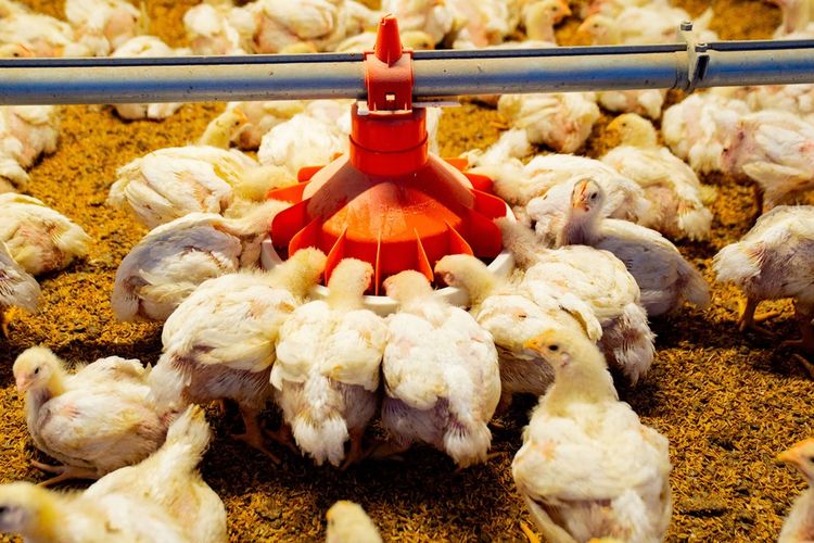 Ayam Broiler Lebih Cepat Besar dan Dipanen, Apa Alasannya?