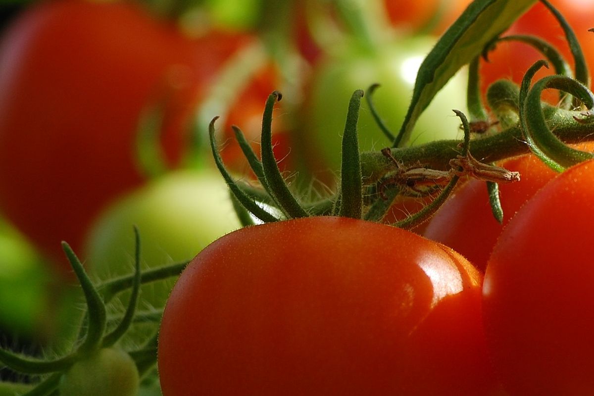 Ilustrasi tanaman tomat. 
