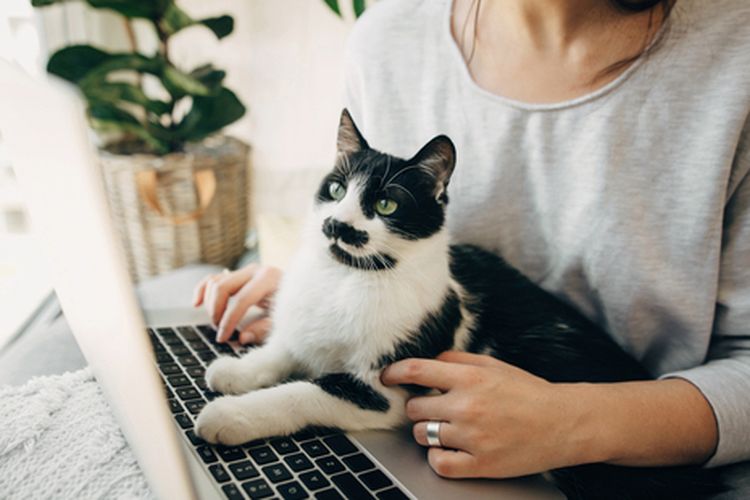 Ilustrasi kucing duduk di laptop.