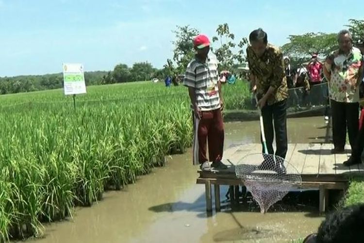 Presiden Joko WIdodo menyaksikan eksperimen sawan minapadi di Boyolali, Sabtu (29/10/2016).