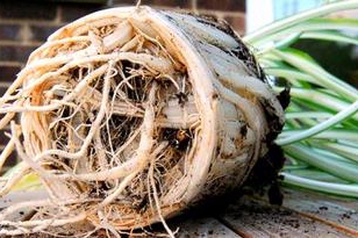 Dalam memilih pot, sesuaikan ukuran tanaman dengan pot baru. Pastikan bahwa pot yang baru mampu memberi ruang yang cukup untuk pertumbuhan akar.