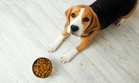 Simak, Cara Memilih Makanan Anjing dengan Tepat