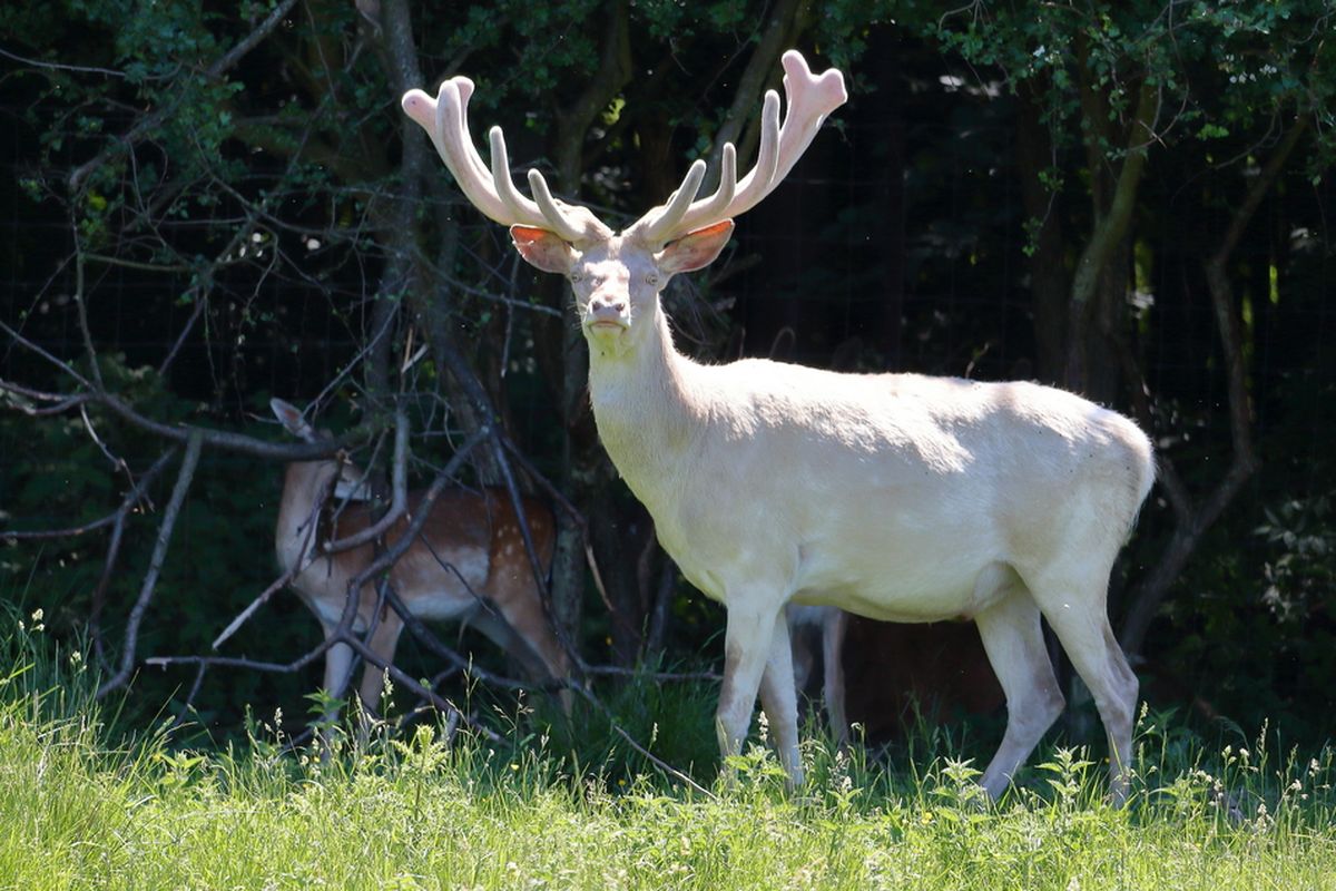 Ilustrasi rusa albino.