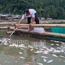 Gas Belerang Tiba-tiba Muncul dari Telaga, Puluhan Ton Ikan Nila Mati Keracunan