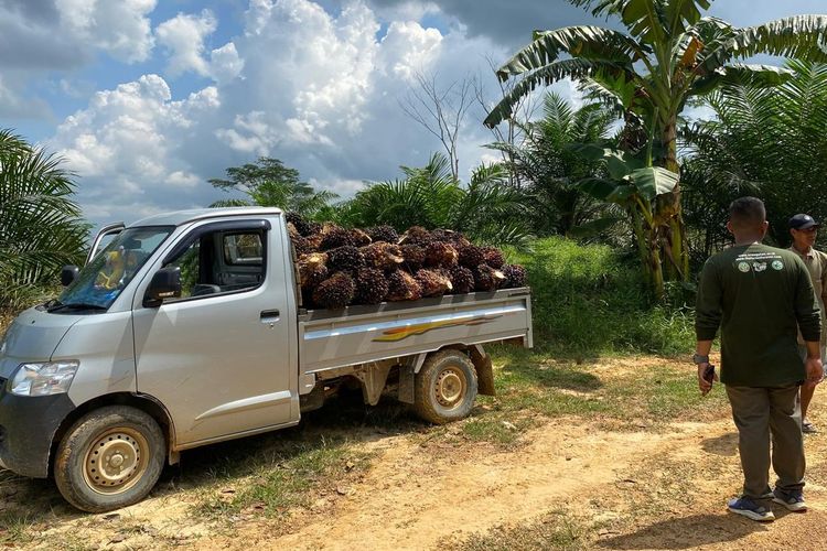 Jual Beli Lahan hingga Perkebunan Sawit Ancam Pusat Rehabilitasi Orangutan Samboja Lestari