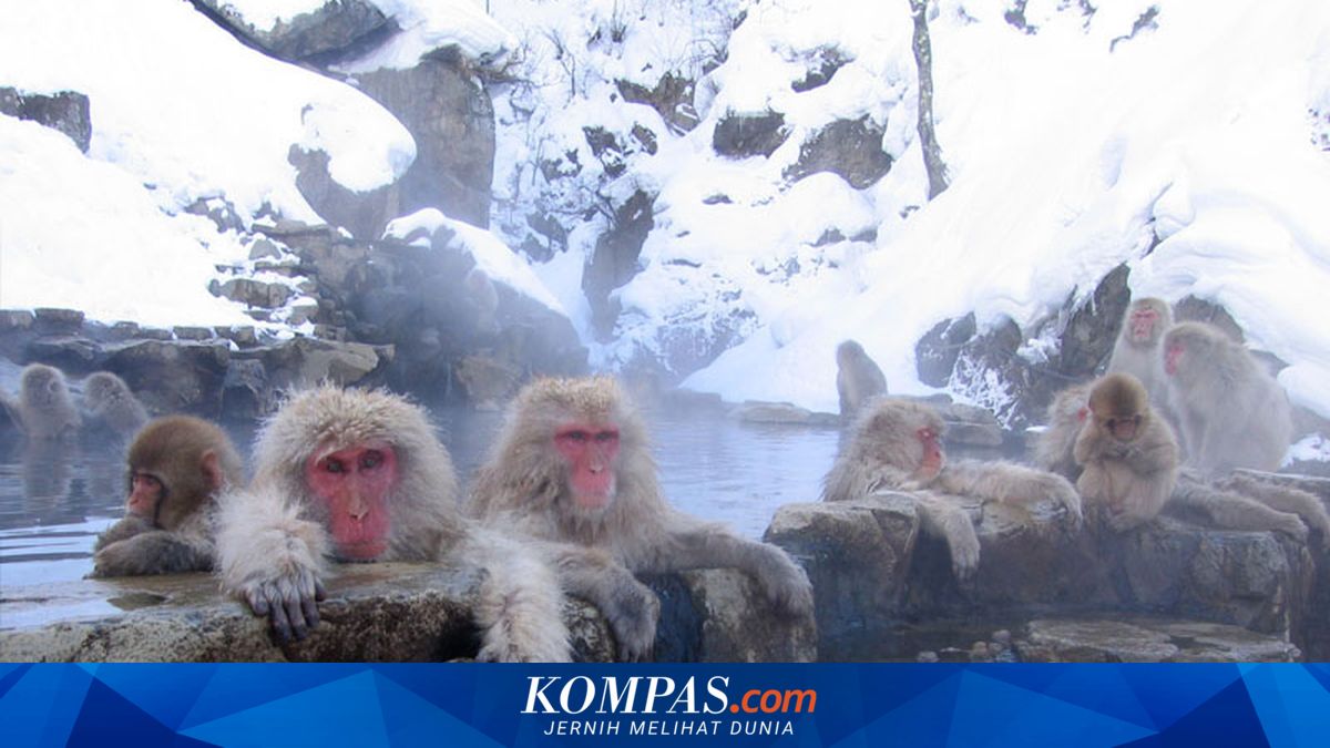 Kunjungan Monyet Salju di Jepang Dibatasi Usai Banyak Wisatawan Bandel