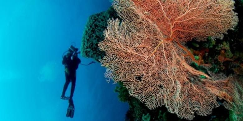 Surga bawah laut di Taman Nasional Wakatobi, Sulawesi Tenggara.