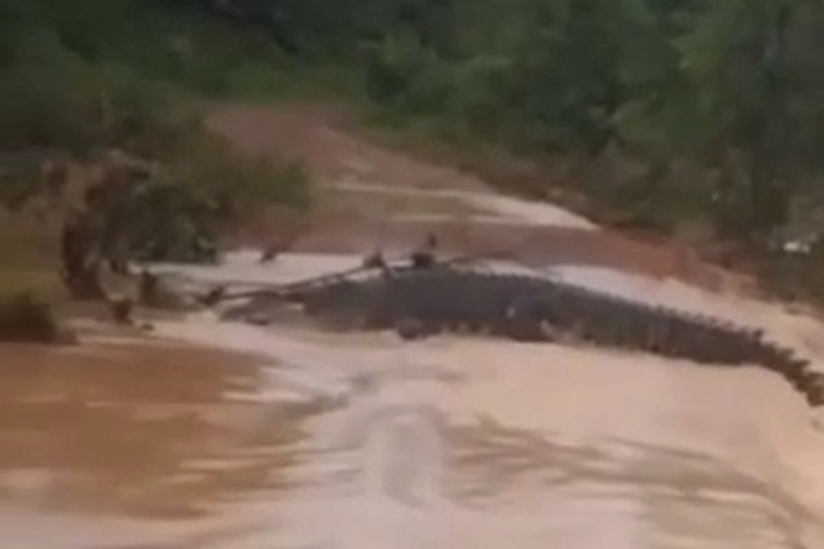 Pagar Penangkaran Jebol karena Hujan, 5 Buaya Lepas di Batam