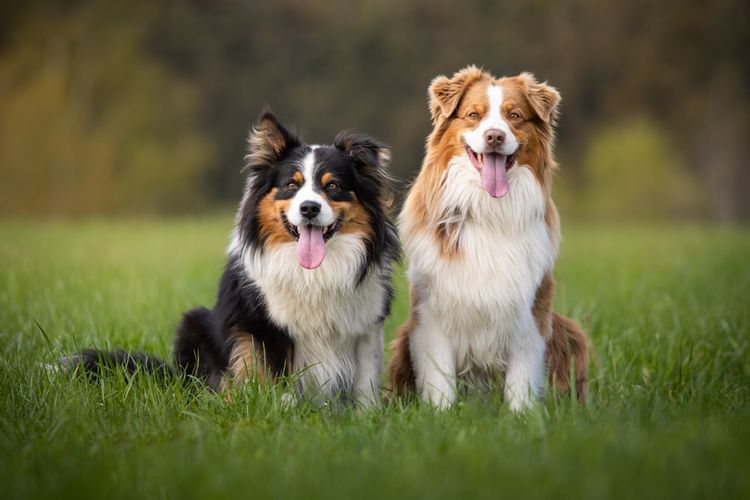 Ilustrasi anjing Australian shepherd. 