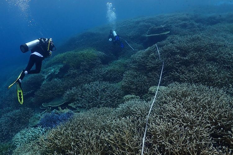Kementerian Kelautan dan Perikanan (KKP) melalui Balai Kawasan Konservasi Perairan Nasional (BKKPN) Kupang melakukan kajian terhadap fenomena pemutihan karang (coral bleaching) di beberapa kawasan sejak Januari hingga Februari 2024.