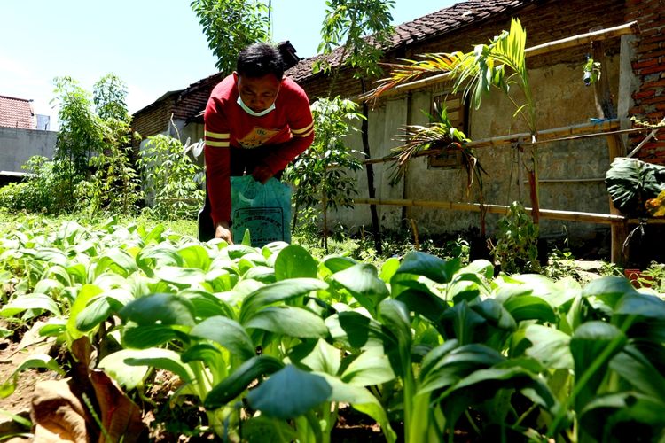 Suasana di Kebun Ceria, tempat bagi warga lingkungan RT 04 RW 06, Kelurahan Miji, Kota Mojokerto, Jawa Timur, untuk menanam sayur organik. Dari tempat ini pula warga setempat mendiskusikan masalah penanganan sungai yang menjadi tempat pembuangan sampah