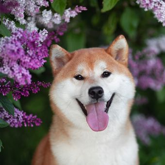 Ilustrasi anjing Shiba inu.