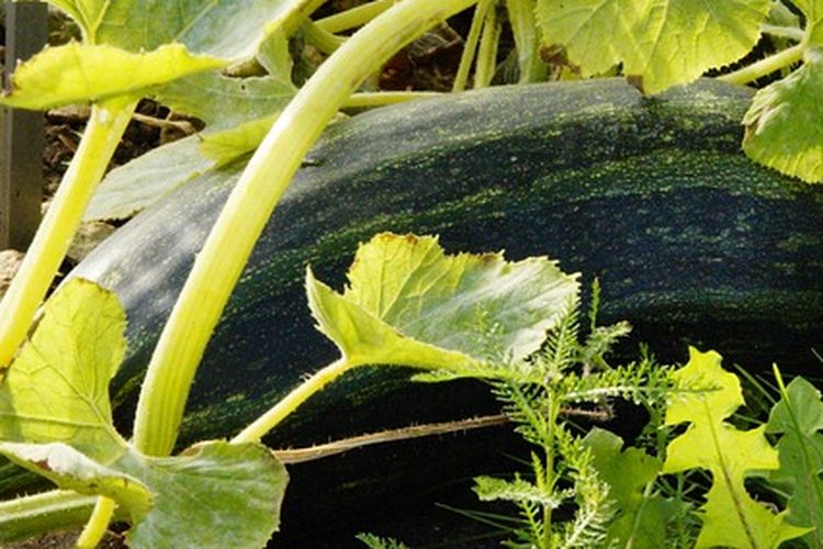 Ilustrasi timun jepang