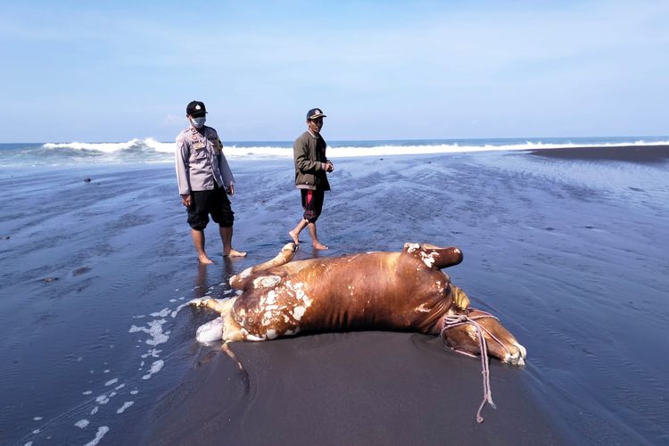 Sapi limosin terdampar di Pantai Bambang, Lumajang