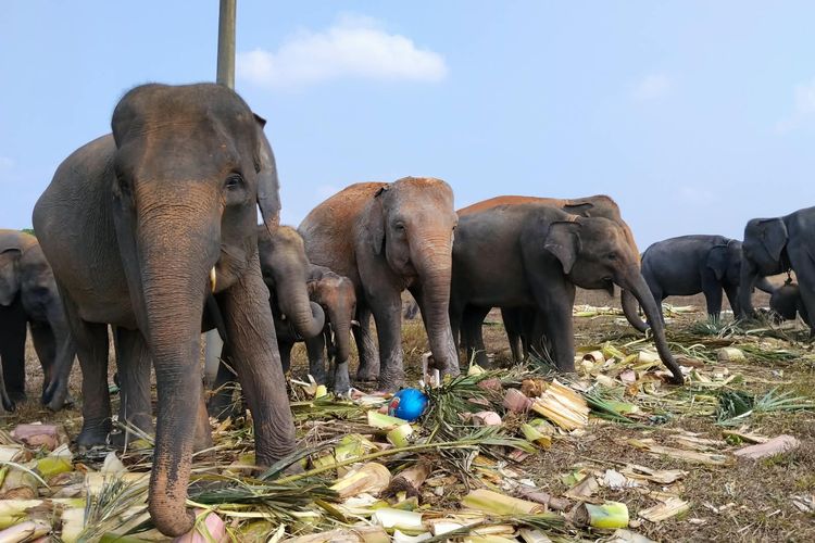Bukan Sekadar Lepas Rantai, Gajah Way Kambas Disiapkan untuk Bergerak Lebih Bebas