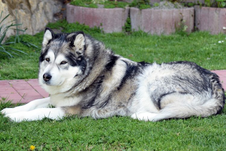 Ilustrasi anjing Alaskan Malamute.